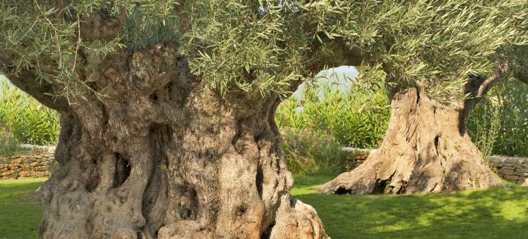 佩斯基耶拉酒店(La Peschiera)图片