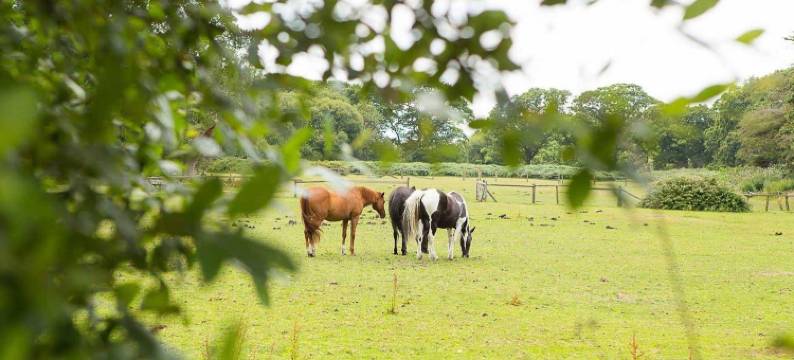 波顿熊酒店(Bear of Burton)图片