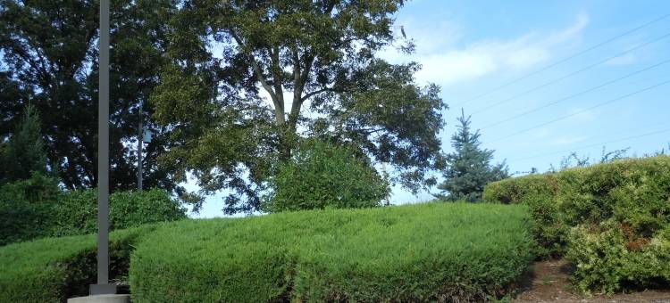 圣吉纳维夫麦客达温德姆套房酒店(Microtel Inn & Suites by Wyndham Sainte Genevieve)图片