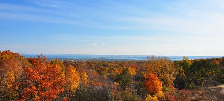 伯灵顿舒适酒店(Comfort Inn)图片