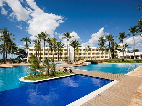 圣路易斯高级蓝树