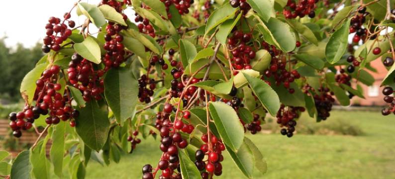 耶格皮耶加德民宿(Egebjerggaard Bed & Breakfast)图片