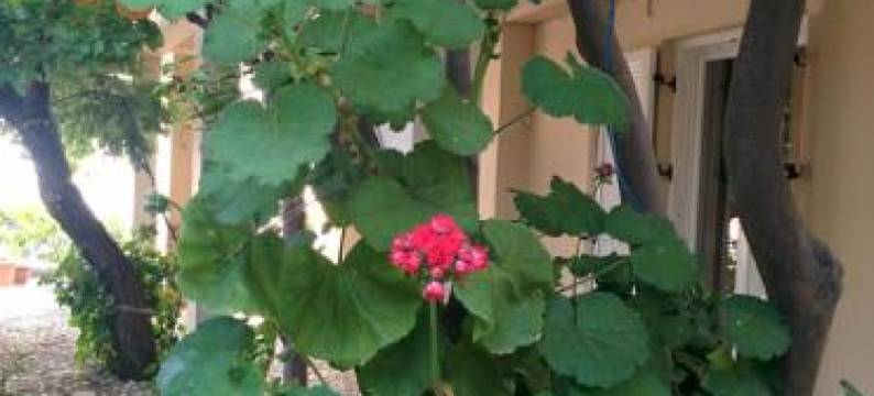 Varagoulis Giannis & Lenas Apartments图片