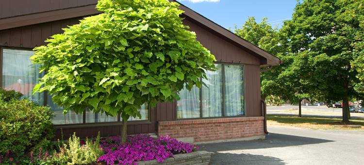 温德姆金斯顿的拉玛达(Ramada by Wyndham Kingston)图片