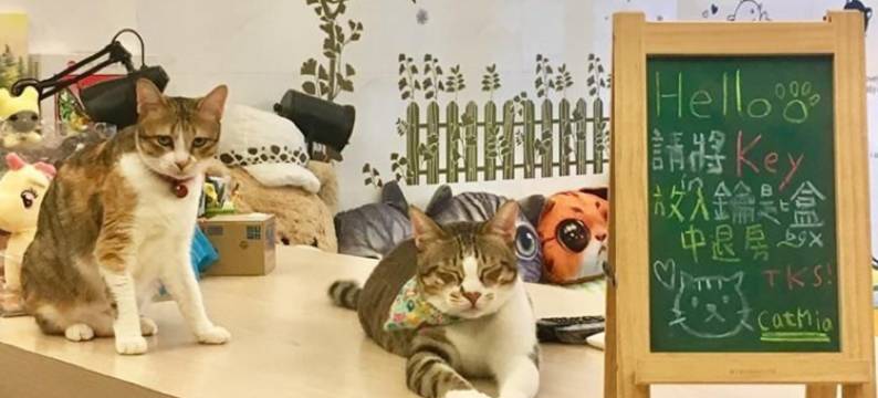花莲猫猫咪亚民宿图片
