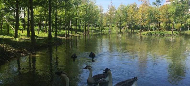 花莲脸都绿了森林庄园民宿图片