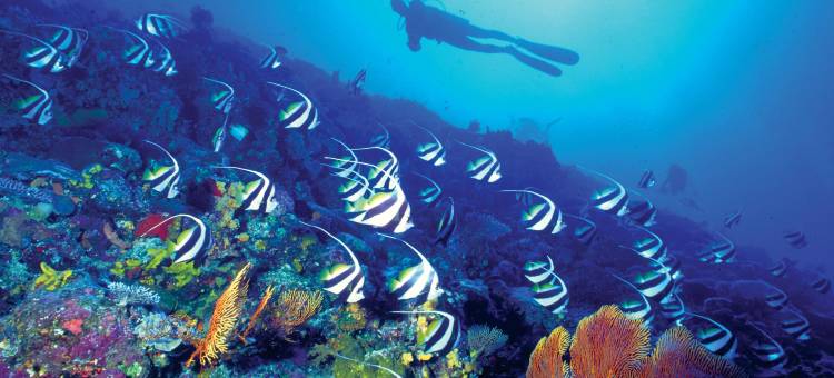 斐济威斯汀高尔夫度假村及水疗中心(The Westin Fiji Golf Resort & Spa)图片