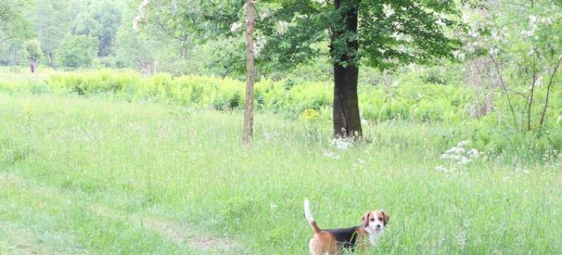Cabana Ollie Retezat图片