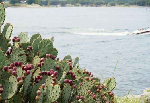 Updated 2Br Waterfront Horseshoe Bay Townhome 2 Bedroom CondoHotel Overview