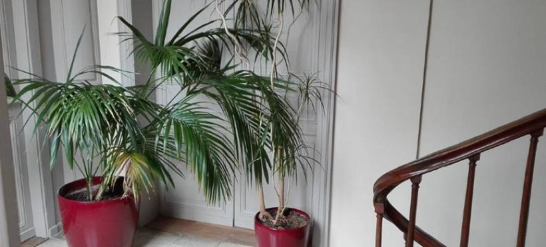 维克多里恩公寓(Mansion Victorine)图片