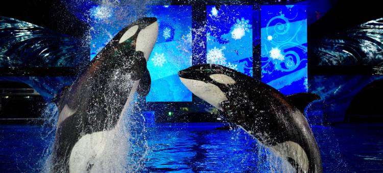 奥兰多海洋世界Staybridge套房酒店(Staybridge Suites Orlando at Seaworld)图片