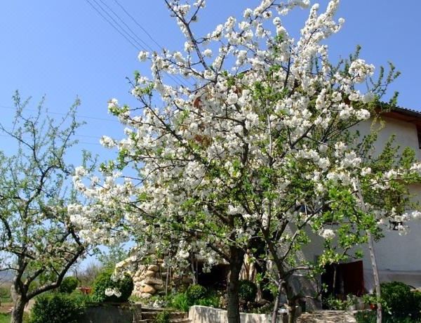 СПА къща за гости Каза Роза - Swiss Style Chalet Casa Rosa Spa Guest House(СПА къща за гости Каза Роза - Swiss Style Chalet Casa Rosa Spa Guest House)图片