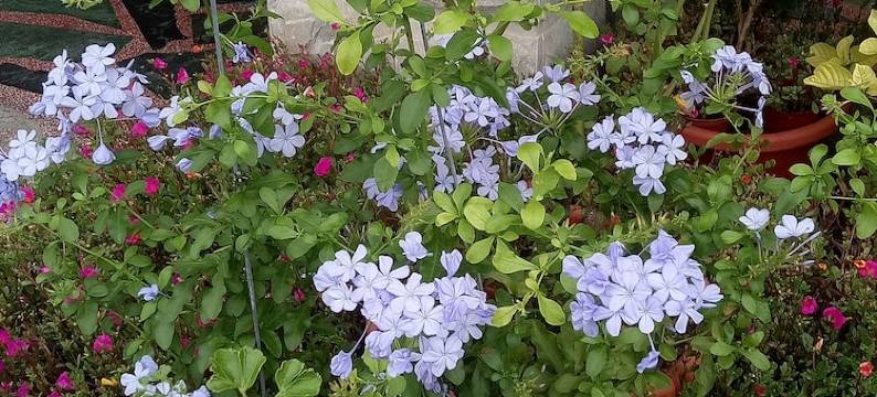 花莲宝雅商务旅店图片