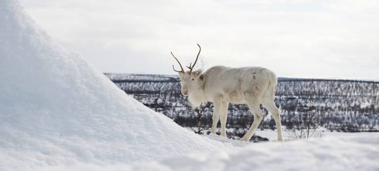 科图柯诺索恩酒店(Thon Hotel Kautokeino)图片