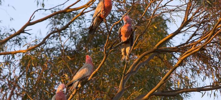 卡尔古利广场酒店(The Plaza Hotel Kalgoorlie)图片