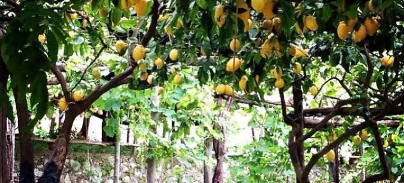 马奥莱安蒂卡酒店(Maiori Antica)图片