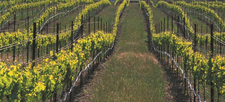 加利福尼亚利弗莫尔希尔顿逸林酒店及度假村(DoubleTree by Hilton Livermore, CA)图片