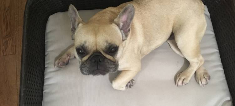 智选假日套房酒店克拉灵顿 - 鲍曼维尔(Holiday Inn Express & Suites Clarington - Bowmanville)图片