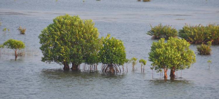 Treebo Sadhoo 传统酒店(Treebo Sadhoo Heritage)图片