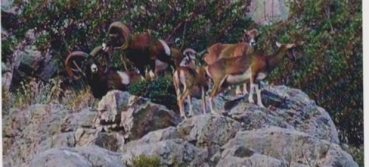 Studio Apartment Lile图片