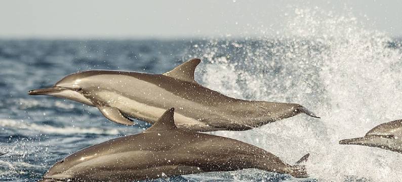 海豚海滩度假村(Dolphin Beach Resort - Kalpitiya)图片