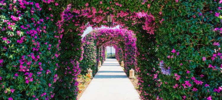 马达瓦尔马略卡瑞吉度假酒店(The St. Regis Mardavall Mallorca Resort)图片