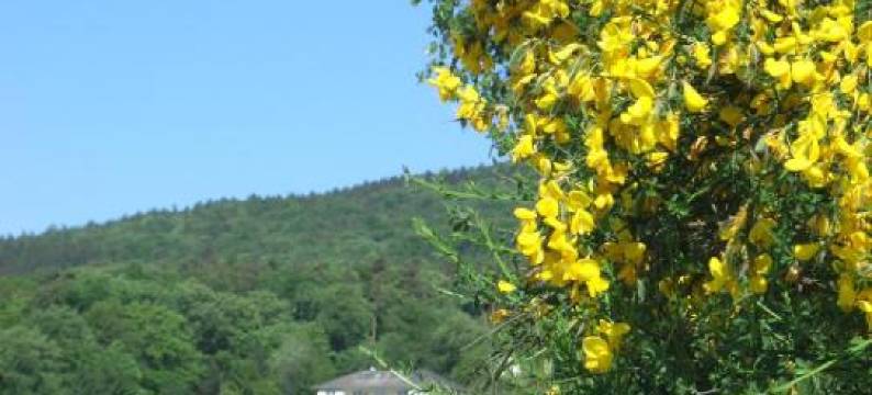 Zum Rebhang Bed & Breakfast图片