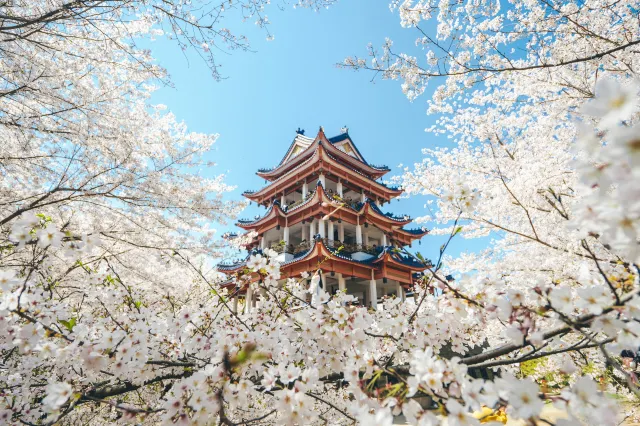 2027清明連假賞櫻好去處