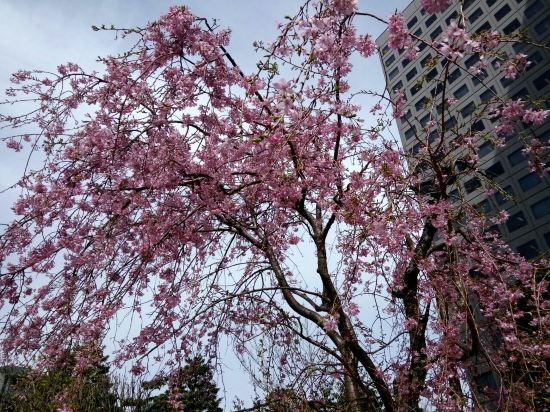 东京东方21世纪酒店-大仓酒店集团预订及价格