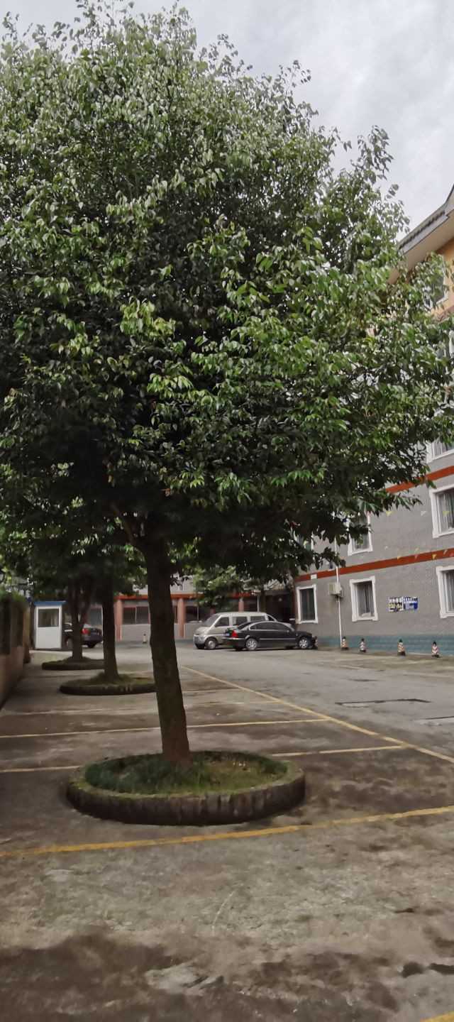 安平酒店在青城后山景区里面,房子非常的大_青城山安平大酒店都江堰
