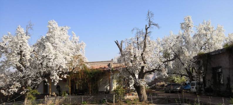 青城古镇赛福特农庄图片