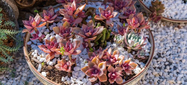 树洞里Sky Mirror star星空雪山之镜|多肉花园(丽江古城大水车店)图片