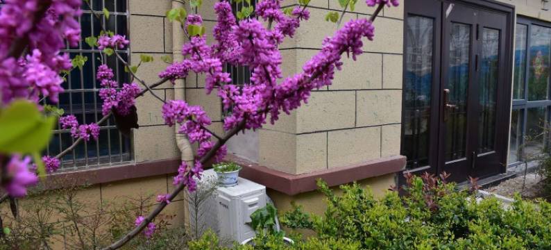 灵璧石公寓(黄栗树路分店)图片