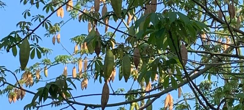 三亚市区半山半岛5居独栋看海泳池别墅图片