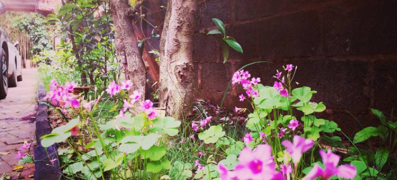 普者黑贲艾客栈图片