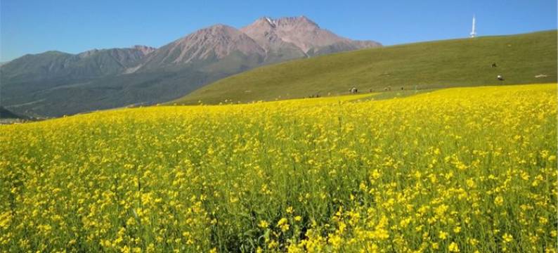 茶卡莲华公寓(幸福路分店)图片