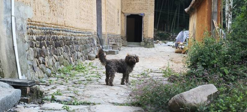 松阳岙呢院子客栈图片