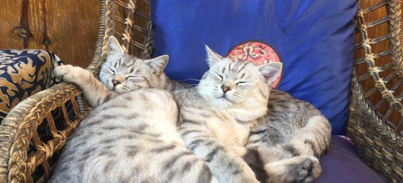 丽江丽缘居客栈图片