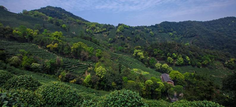 杭州龙井茂居酒店图片
