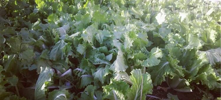 盘锦海洋农家院图片