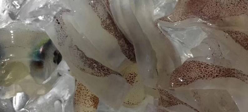 东山牛焉渔家乐图片