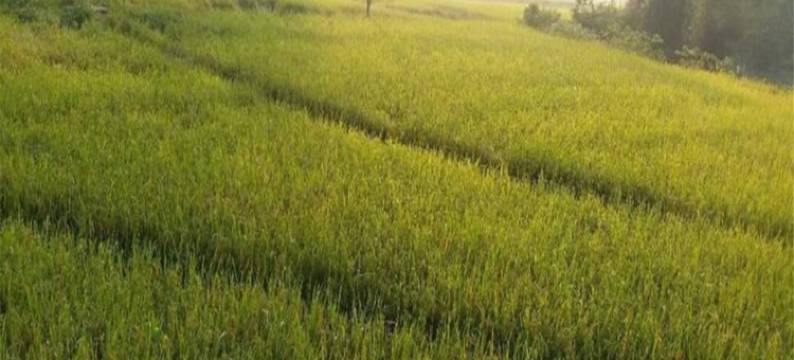 遂宁龙吟客栈图片