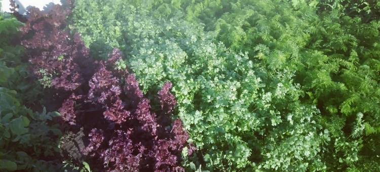 盘锦海洋农家院图片