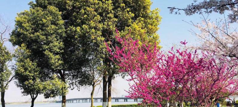 苏州阁楼公寓图片