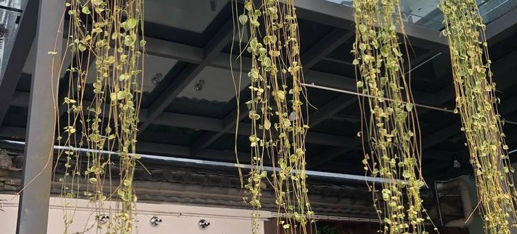 大理市包小包客栈图片
