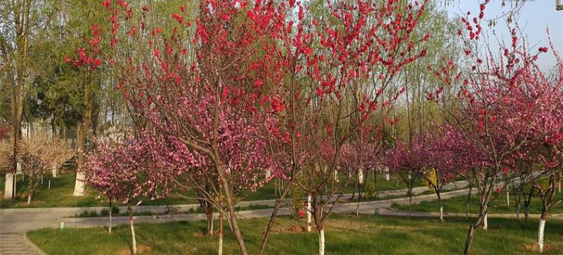 武乡生态农家小院宾馆图片