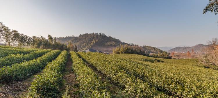 湖州安吉竹海深处的独栋别墅图片