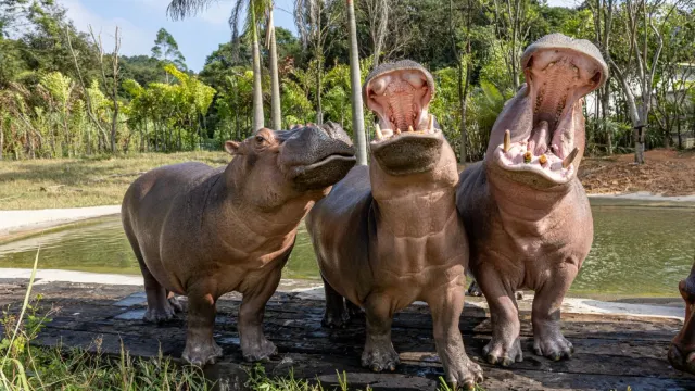 清遠長隆森林王國