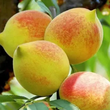 韶關2天團·《低10°生活+時令水果》保證入住紅葉世界風景區內酒店~獨立別墅星空玻璃房