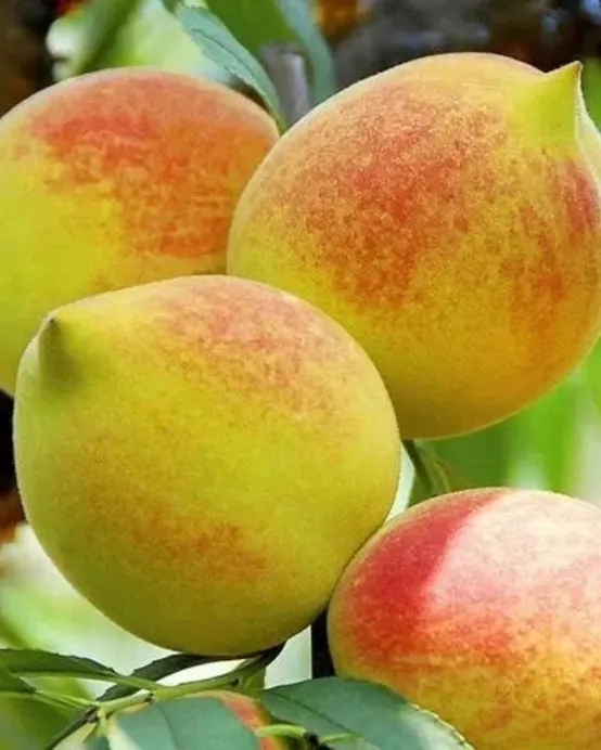 韶關2天團·《低10°生活+時令水果》保證入住紅葉世界風景區內酒店~獨立別墅星空玻璃房